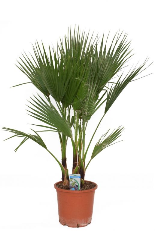 Washingtonia filifera palm