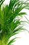 Feuilles de palmier Areca 