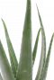Plante Aloe vera 