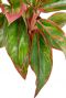 Plante Aglaonema avec des rayures roses
