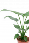 Kamerplant met groot blad