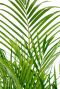 Palmier à feuilles vertes frais