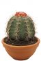 Cactus-melocactus-bahiensis