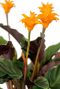 Calathea crocata fleur d oranger