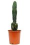 Cereus peruvianus florida cactus