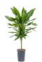 Dracaena cintho plant