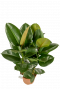 Ficus-robusta-kamerplant-online-kopen-blad