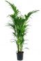 Grand et beau palmier kentia plante d´intérieur 2