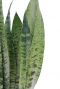 Groen met donker groen rechtopstaand blad Sansevieria Zeylanica