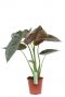 Alocasia Wentii kamerplant met grote bladeren