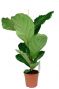 Kleine ficus lyrata plant