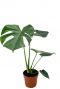 Monstera-gatenplant-p14