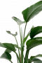 Feuilles de plantes d'intérieur Strelitzia 