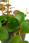 Peperomia-pepperspots-blad