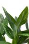 Philodendron cobra blad 1 1
