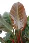 Philodendron imperial red kamerplant