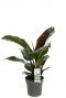 Philodendron imperial red kamerplant 3