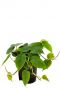 Philodendron scandens hydrocultuur 1