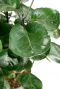 Rond groen blad plant aralia
