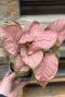Syngonium neon roze plant