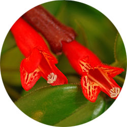 Entretien Aeschynanthus