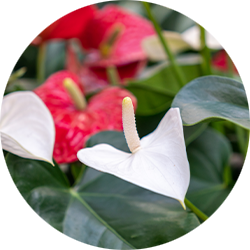 Entretien Anthurium