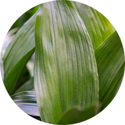 Entretien Aspidistra 