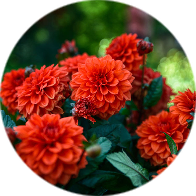 Entretien des dahlias