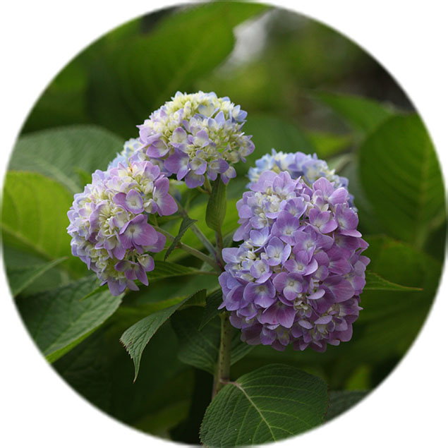 Entretien des hortensias