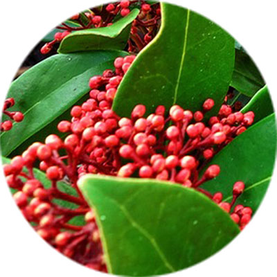 Entretien du skimmia