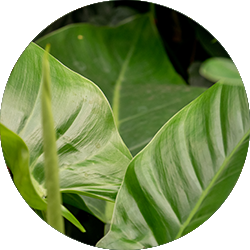 Entretien Philodendron