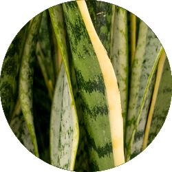 Entretien Sansevieria