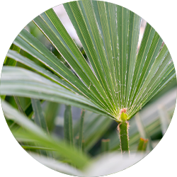 Entretien Trachycarpus