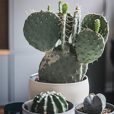 Cactus en pot salon