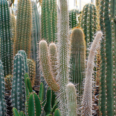 Acheter des cactus