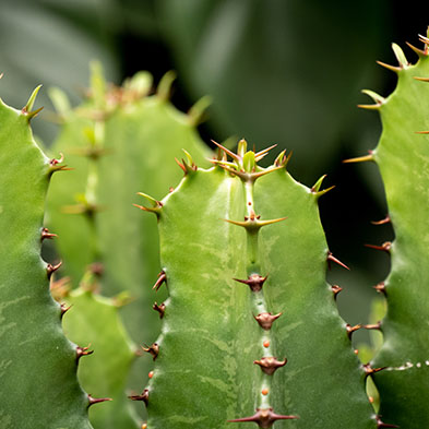 Acheter Euphorbia