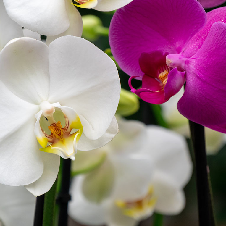 Acheter Orchidee 