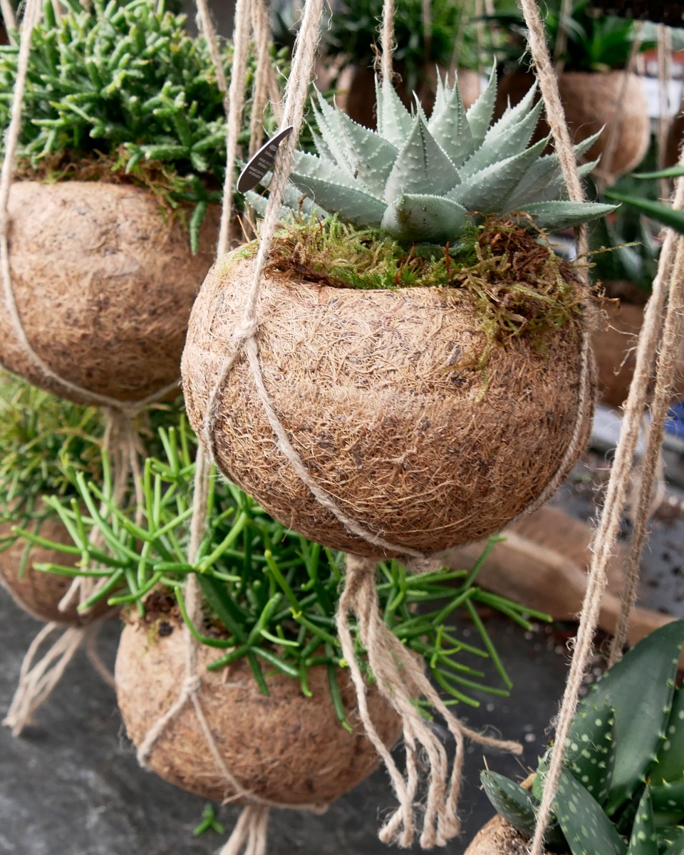 Acheter des plantes suspendues kokodama