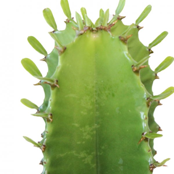 Acheter un cactus robuste