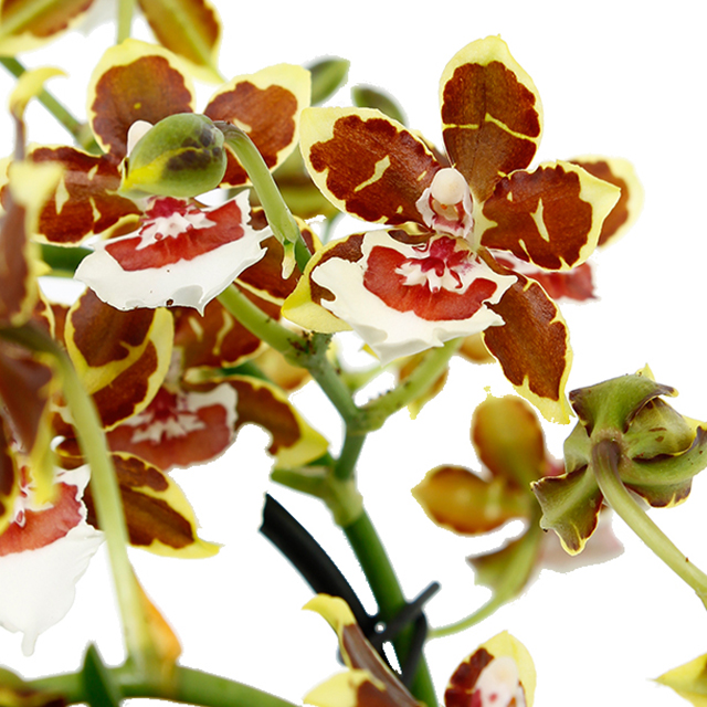 Acheter une orchidée Colmanara ?