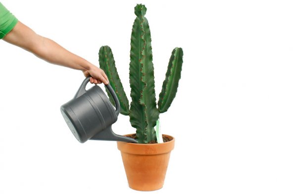 Arrosage du cactus Euphorbia