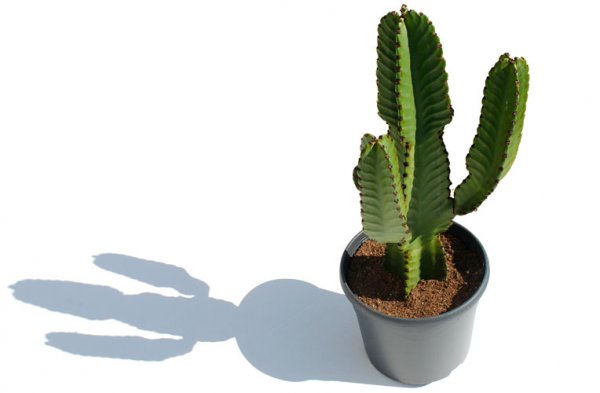 Cactus Euphorbia au soleil